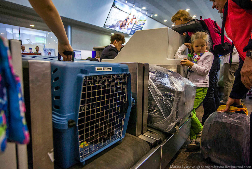 Познавательно: перевозка животных в самолете