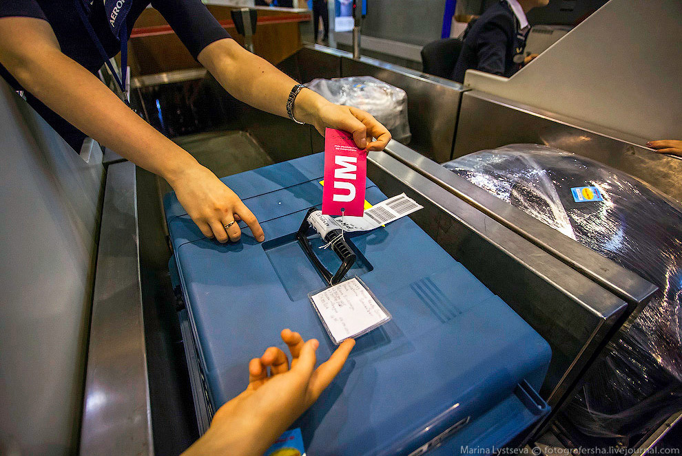 Познавательно: перевозка животных в самолете