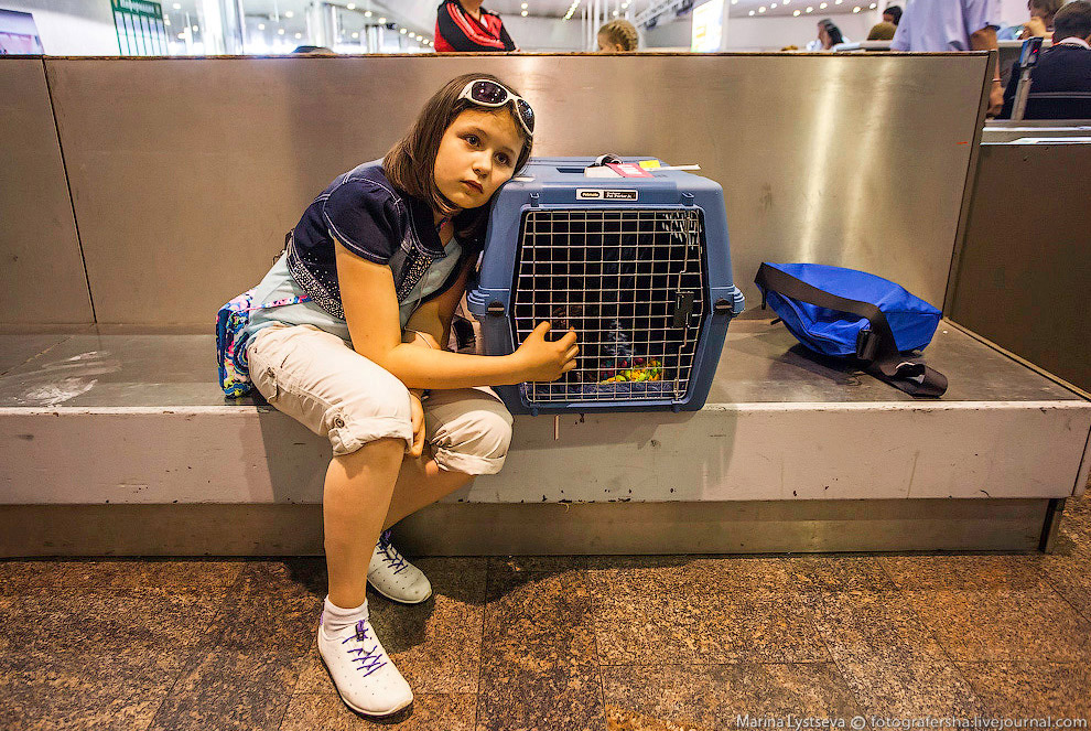 Познавательно: перевозка животных в самолете
