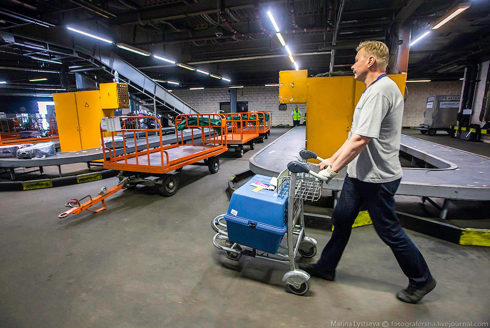 Познавательно: перевозка животных в самолете