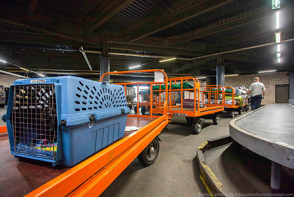 Познавательно: перевозка животных в самолете