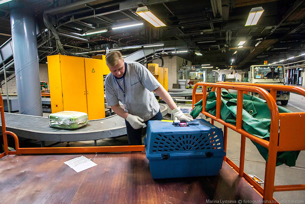 Познавательно: перевозка животных в самолете