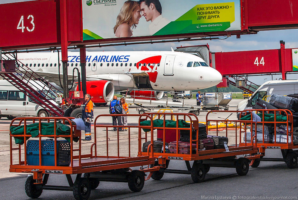 Познавательно: перевозка животных в самолете