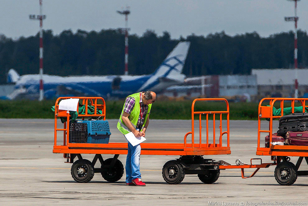 Познавательно: перевозка животных в самолете
