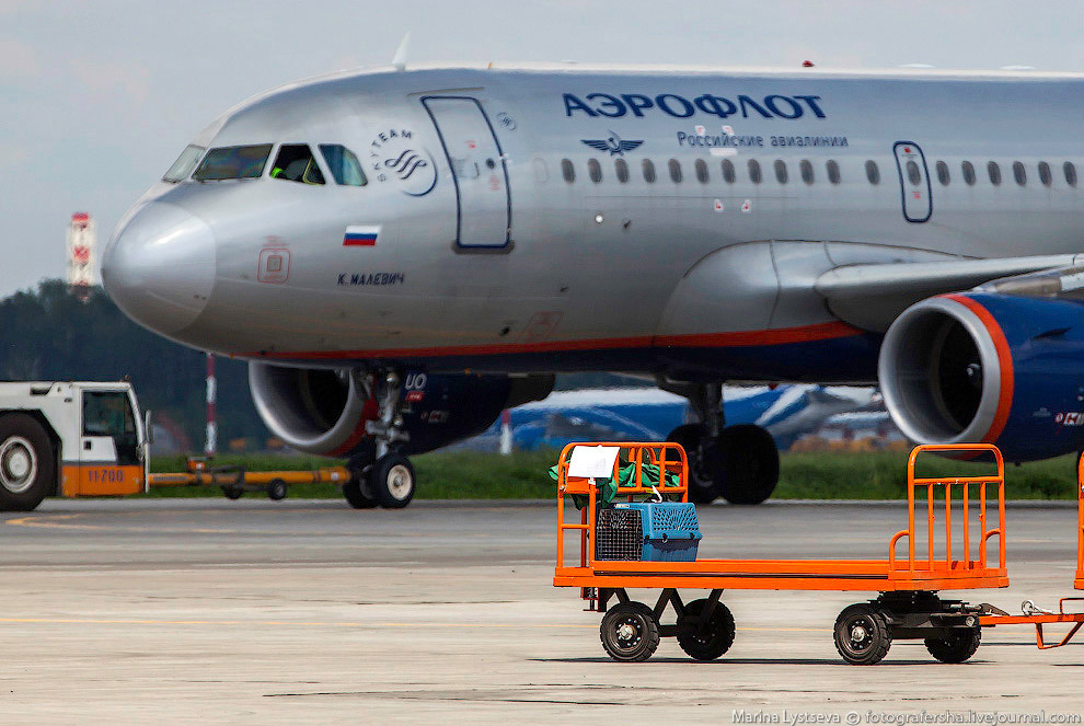 Познавательно: перевозка животных в самолете