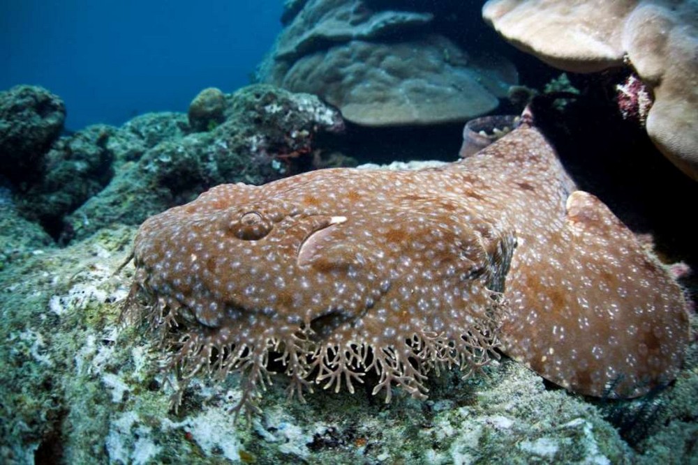Зло таится под водой: страшные морские создания