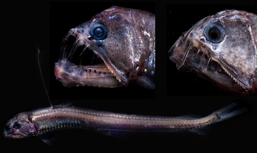Зло таится под водой: страшные морские создания