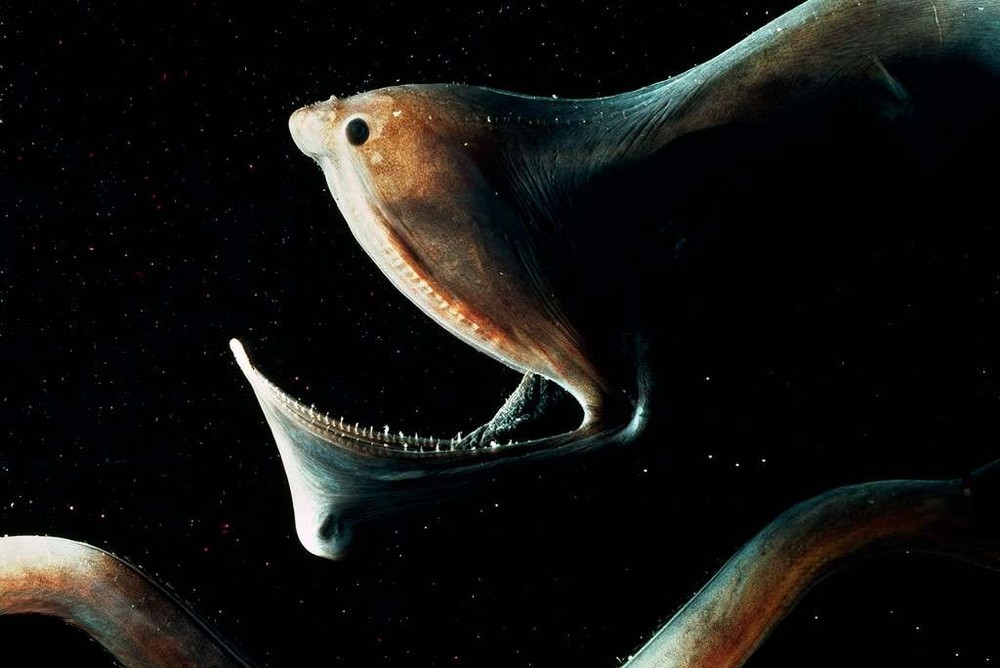 Зло таится под водой: страшные морские создания