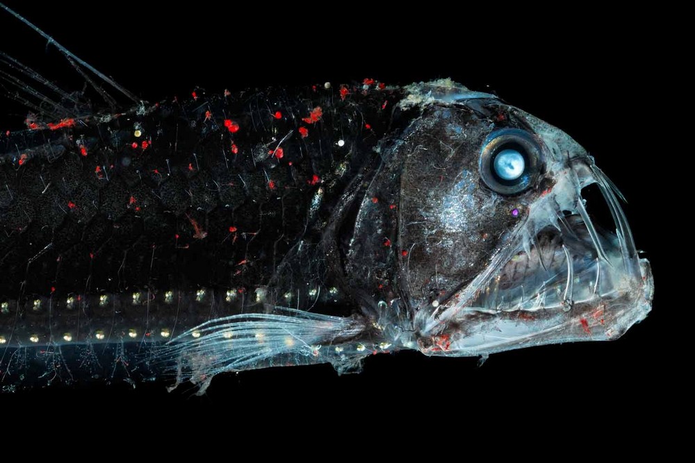 Зло таится под водой: страшные морские создания