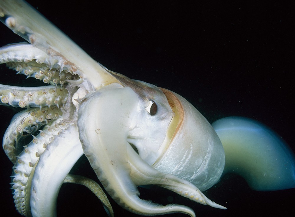 Зло таится под водой: страшные морские создания