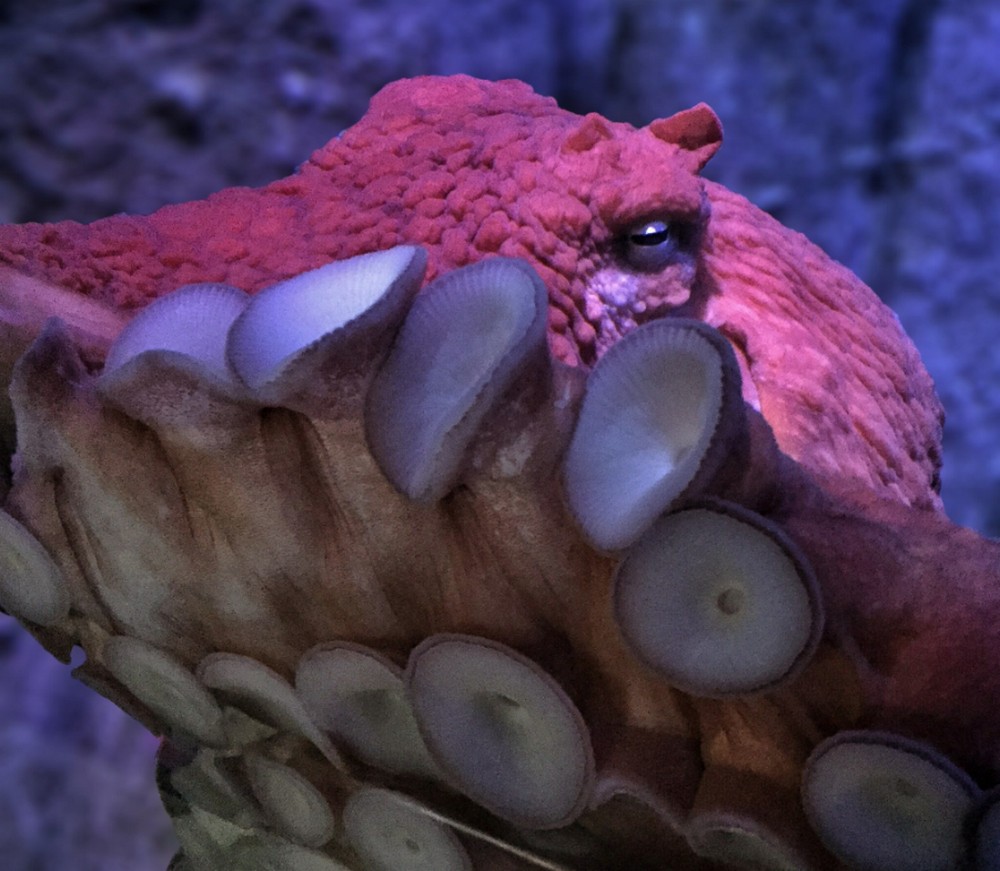 Зло таится под водой: страшные морские создания