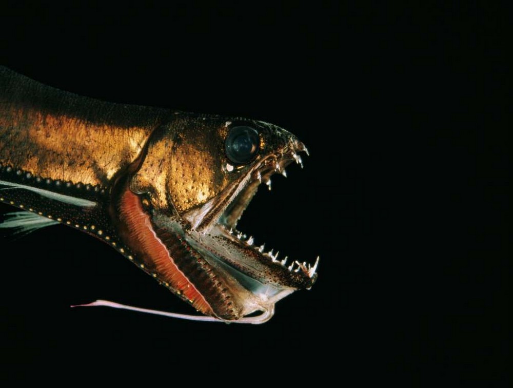 Зло таится под водой: страшные морские создания