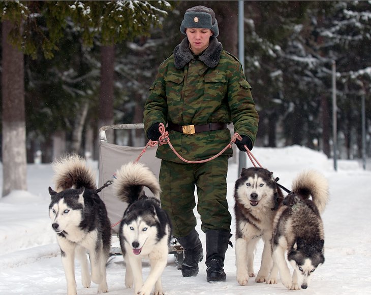 Военный кинологический центр «Красная звезда»