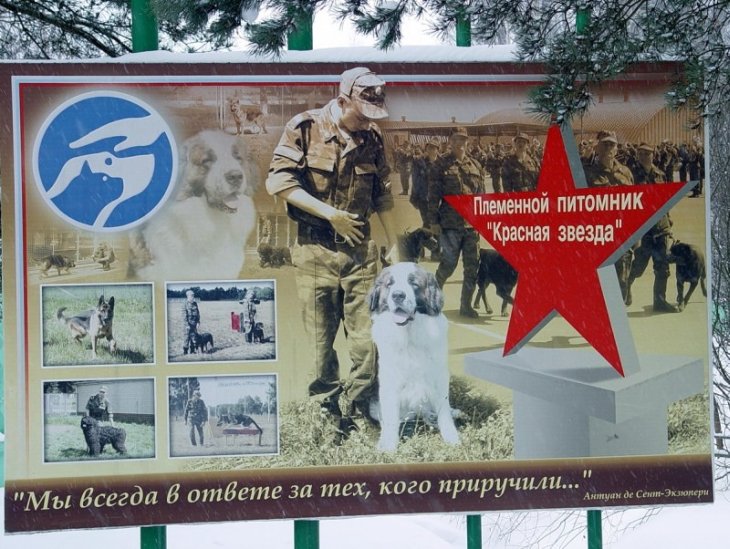 Военный кинологический центр «Красная звезда»