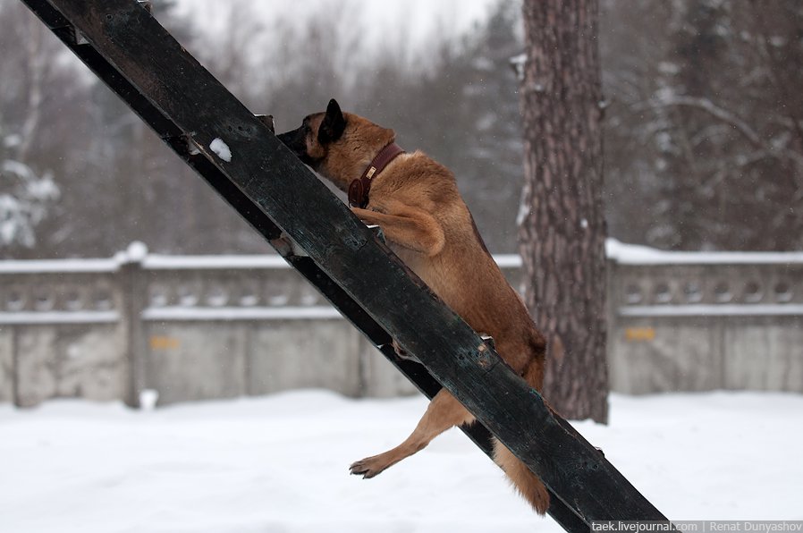 Военный кинологический центр «Красная звезда»