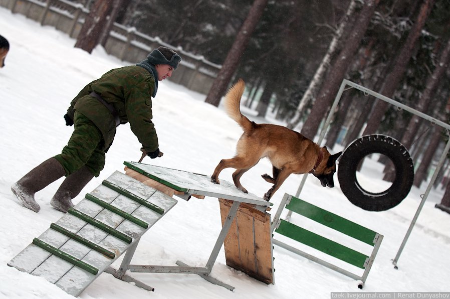 Военный кинологический центр «Красная звезда»