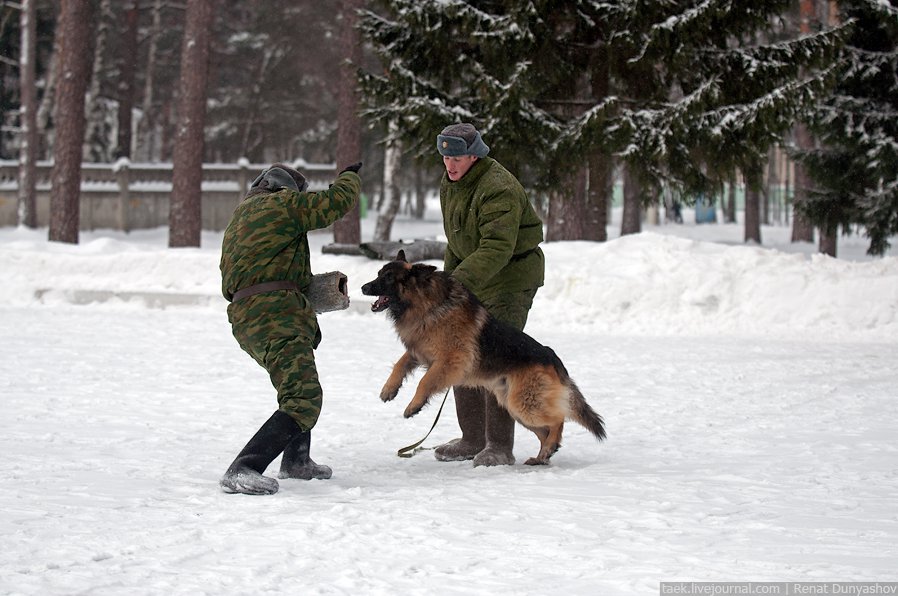 Военный кинологический центр «Красная звезда»