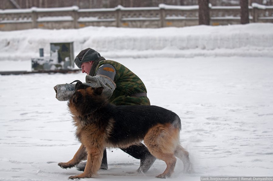 Военный кинологический центр «Красная звезда»