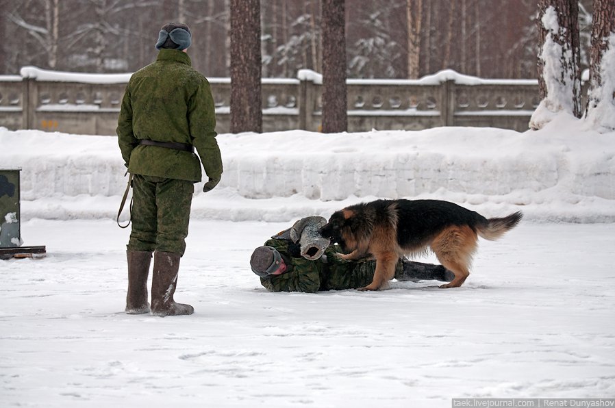 Военный кинологический центр «Красная звезда»