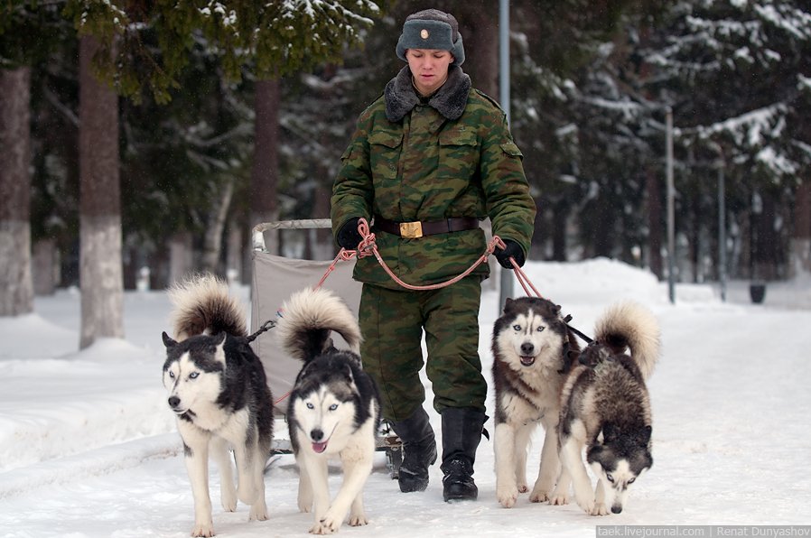 Военный кинологический центр «Красная звезда»