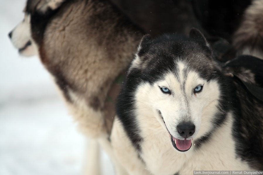Военный кинологический центр «Красная звезда»