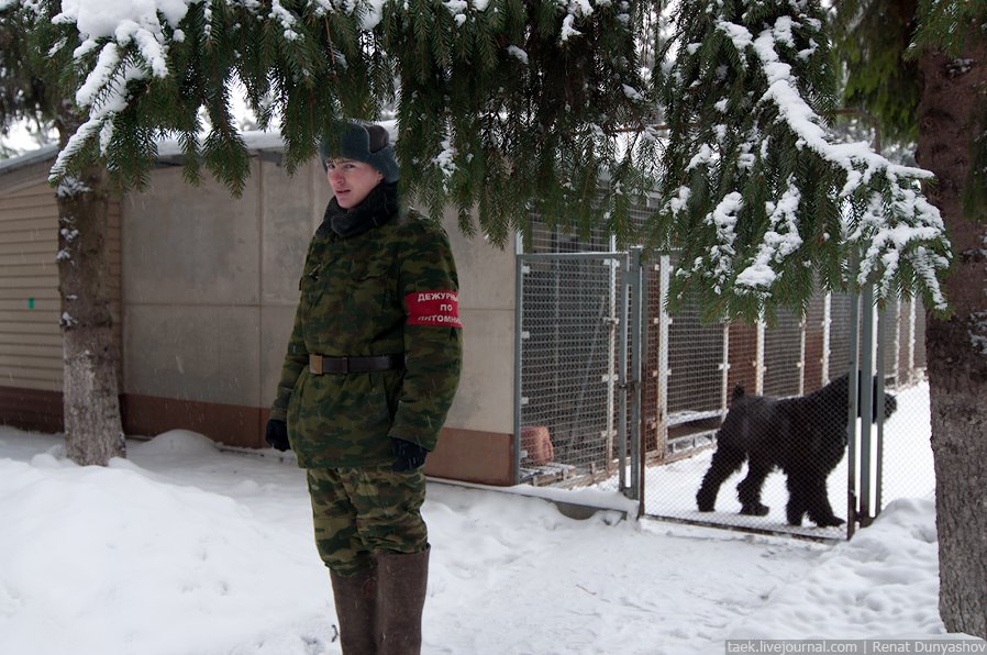 Военный кинологический центр «Красная звезда»