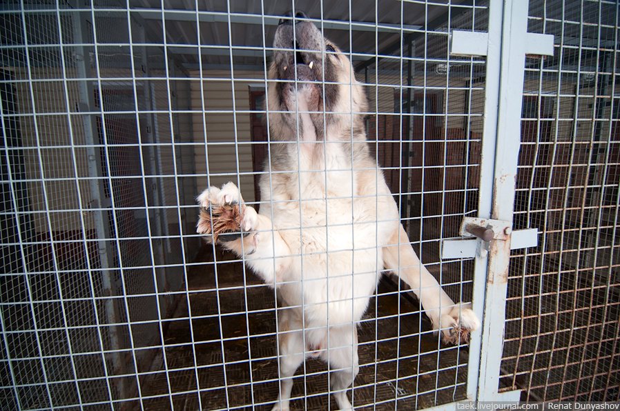 Военный кинологический центр «Красная звезда»