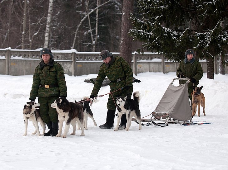 Военный кинологический центр «Красная звезда»