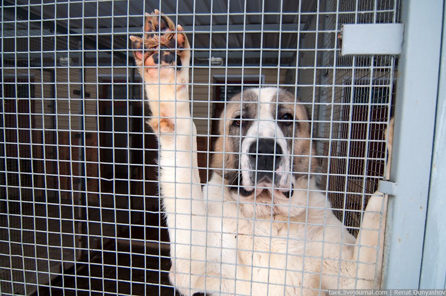 Военный кинологический центр «Красная звезда»