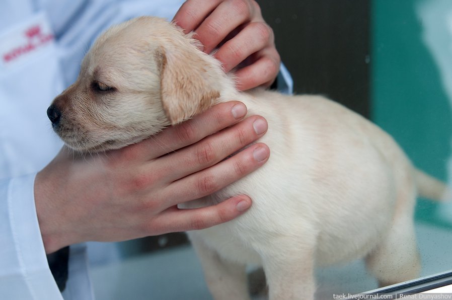 Военный кинологический центр «Красная звезда»