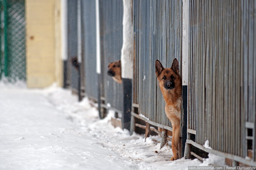 Военный кинологический центр «Красная звезда»