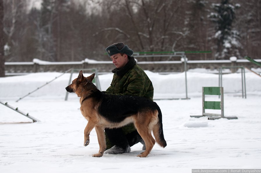 Военный кинологический центр «Красная звезда»