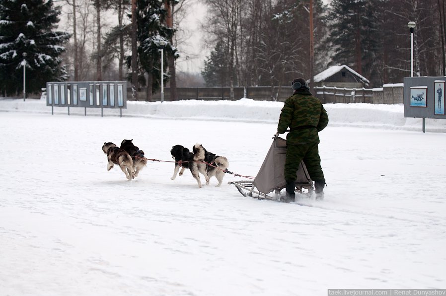 Военный кинологический центр «Красная звезда»