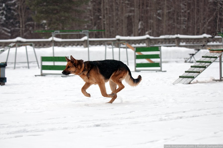Военный кинологический центр «Красная звезда»