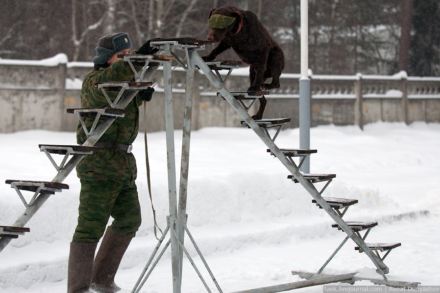 Военный кинологический центр «Красная звезда»