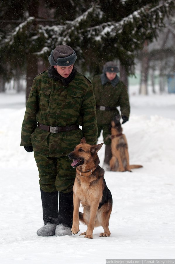 Военный кинологический центр «Красная звезда»