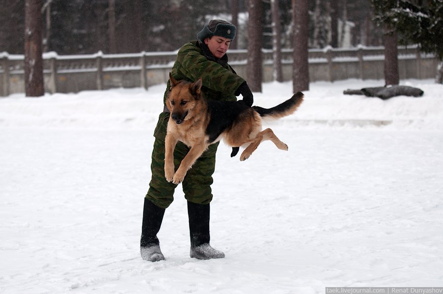 Военный кинологический центр «Красная звезда»