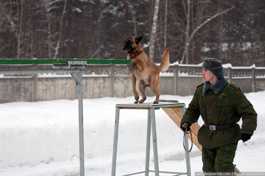 Военный кинологический центр «Красная звезда»