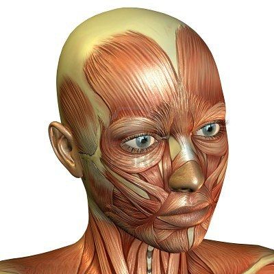 Факты об организме человека