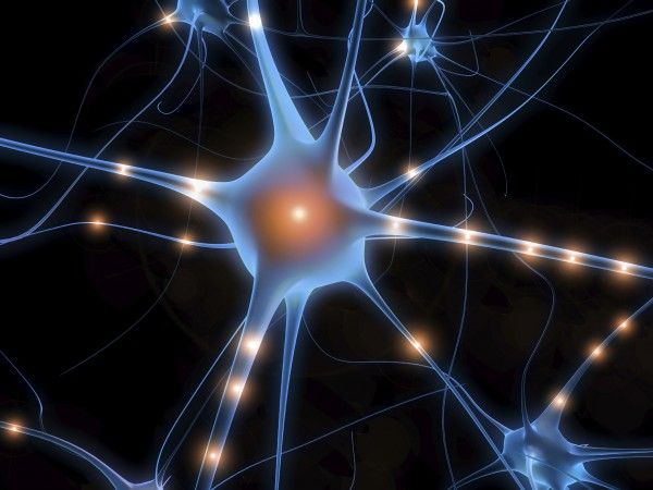 Факты об организме человека