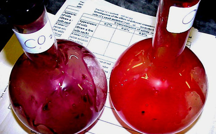 Ложные факты, о которых мы узнали в школе