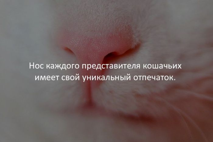 Интересные факты обо всем на свете