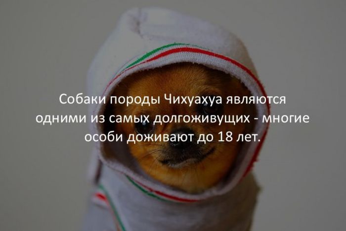 Интересные факты обо всем на свете