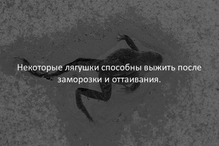 Интересные факты обо всем на свете