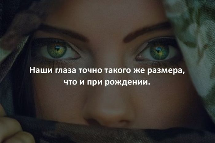 Интересные факты обо всем на свете