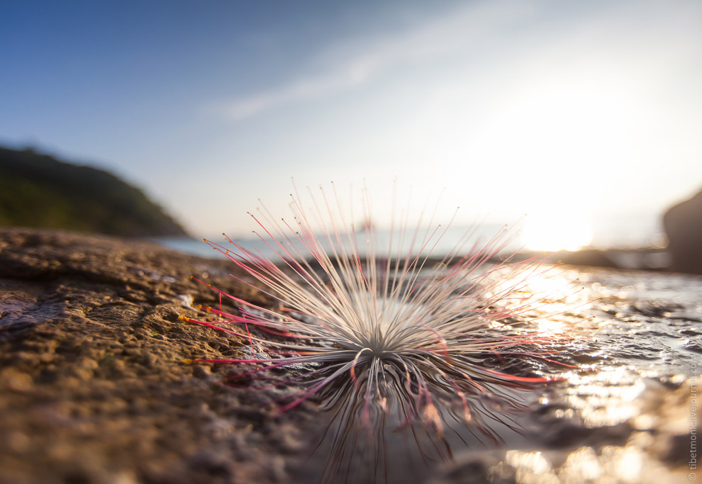 Ко Тао — обетованный остров в Сиамском заливе
