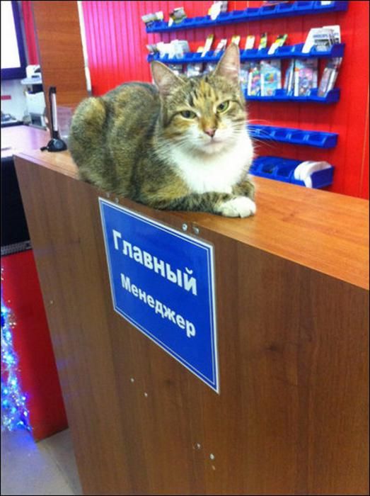 Народные маразмы (48 фото)