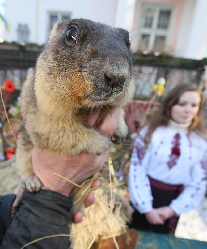 129 лет назад в США впервые отпраздновали День сурка