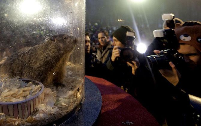 129 лет назад в США впервые отпраздновали День сурка