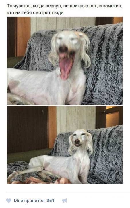 Юмор социальных сетей